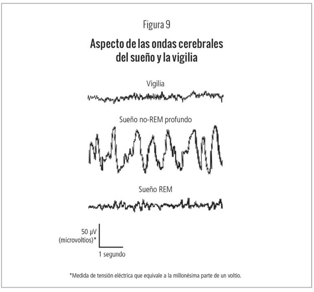 Aspecto de las ondas cerebrales del sueño y la vigilia